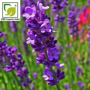 High Quality Bulgarian Lavender <b>Essential</b> <b>Oil</b> for Soap Making Candle Fragrance and Cosmetic Formulations - Product Image 3