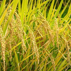 Fideos Instantáneos Halal Nadisa Fresh Foods Vietnam, Estándar Internacional, Cocción en 4 Minutos, 9 Meses de Vida Útil, Suministro a Granel - Product Image 6