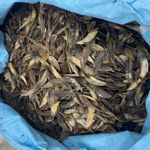 DISPONIBLE Extracto de Fragancia de Operculum de Murex Puro Ecológico, Material para Incienso, Suministro para Exportación - Product Image 5
