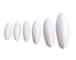 Hueso de Sepia Seco de Vietnam para Aves, Hueso de Sepia de Alta Calidad para Alimentación Animal, Hueso de Sepia Blanco Natural - Product Image 1