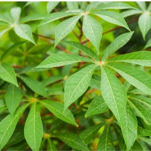 มันสำปะหลังแห้งใบผลิตภัณฑ์ทางการเกษตรระดับพรีเมี่ยม - Product Image 4