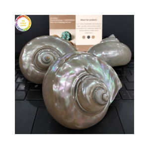 Conchas de Turbo Pulimentadas Hechas a Mano para Joyería y Decoraciones Artísticas Premium Vietnam - Product Image 1