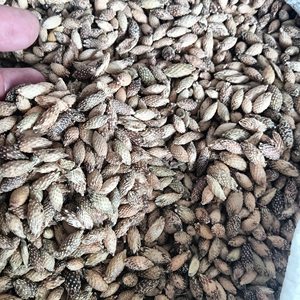 Fruit de Cocklebur séché en vrac pour fabricants – Cocklebur entier séché en vrac ANGLE - Product Image 6