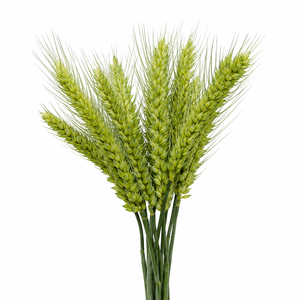 Pure Natural Top Grade Cold Pressed <b>Wheat</b> Germ Carrier Oil Infused Vitamin E for Skin Hydration Private label OEM - Product Image 2