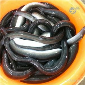 ปลาไหลคุณค่าทางโภชนาการ -18 องศาเซลเซียส ทำความสะอาดแล้ว คุณภาพพรีเมียม รสชาติเข้มข้น เนื้อแน่น ธรรมชาติ - Product Image 5
