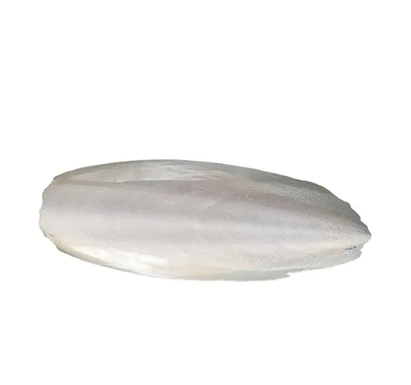 osso di seppia essiccato per uccelli cibo seppie naturale 100% osso di seppia essiccato al sole vendita migliore qualità osso di seppia di calamari
