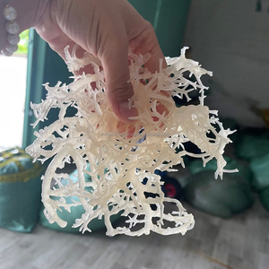 Alga Marina Kappaphycus Alvarezii Seca Premium (WHITE COTTONII/SPINOSUM) - Exportación de Alta Calidad de Vietnam por KIM MINH INTL - Product Image 4