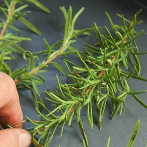 Hojas de romero secas de Vietnam para dar sabor a la cebolla asada y mantener los aromas frescos de la cocina de 99 Gold Data - Product Image 3