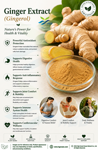 HGO Factory Fourniture directe d'extrait de gingembre naturel pur (qualité alimentaire) Spécification Gingerol 1% (extrait standardisé) - Product Image 3