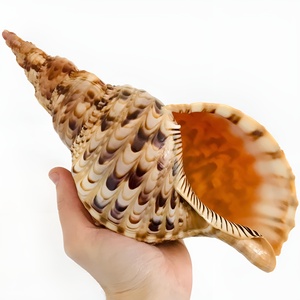 Conchas de trompeta de caracol al por mayor, suministro de conchas naturales Triton, decoración marina para el hogar - Product Image 1