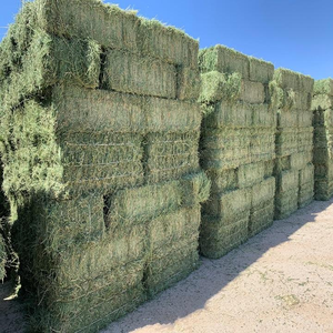 100% Alfalfa Hay Animal Feed Premium Quality Fast Delivery for Strong and Healthy Livestock <b>Cow</b> Goat Horse Very Affordable - Product Image 2