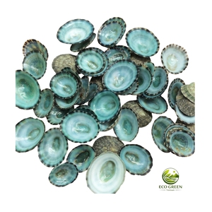 Pares de Conchas de Limpet Reales, Ecológicas, Pulimentadas, de Forma Ovalada, Tema de Hadas, Venta al por Mayor para Prendas de Moda - Product Image 6