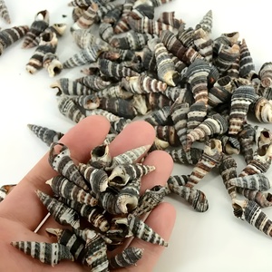 Coquillages en spirale, fournitures artisanales de plage, coquillages naturels secs et propres, accessoires de décoration sur le thème de l'océan - Product Image 6