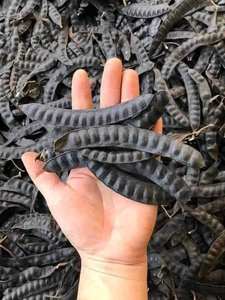 Fructus Gleditschiae séché de criquet mellifère de haute qualité du Vietnam - Product Image 5