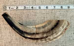 High Quality Natural Rams Horn Shofar <b>9</b> inches with Wooden Stand | best ram horn shofar for beginners - Product Image 6