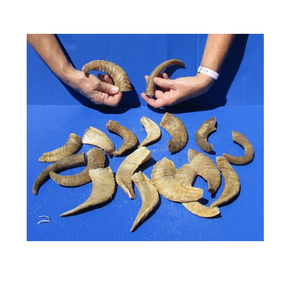 Cuerno de Cabra Natural, Cuerno de Cabra Indio para Masticar para Perros, Color Natural del Cuerno, Muestra Gratis - Product Image 2