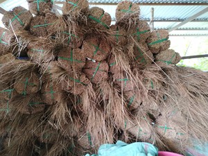 Paquete de Palos de Escoba de Fibra de Coco Natural Vigifarm - Material Natural Flexible y Duradero, Vida Útil de 24 Meses, Multiusos para Jardín - Product Image 4
