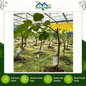 Clips de injerto de silicona transparente extra suave de alta resistencia para plantación de vegetales, calidad estándar para productos agrícolas - Product Image 2