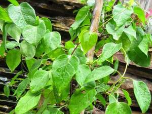 Fournisseur OEM de soupe aigre aux feuilles de rivière congelées pour la vente au détail et les distributeurs mondiaux - Product Image 6