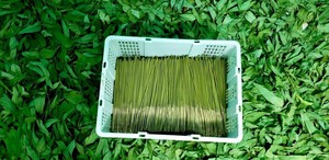 ธูปหอมพรีเมียม – ไม่มีสารเคมี กลิ่นหอมจากธรรมชาติ คุณภาพสูง // คุณทอม - Product Image 6