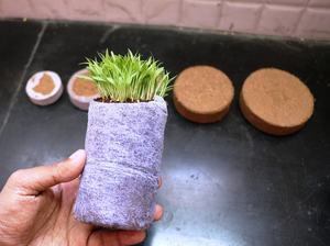 Pastilles de démarrage de semis bio sans terre : Plaquettes/disques de coco pour le jardinage domestique du premier exportateur indien GEEWIN EXIM - Product Image 6