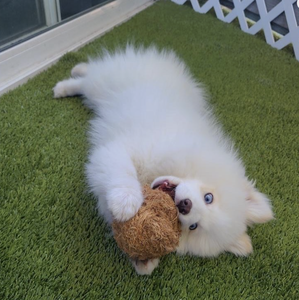 Pelota Masticable de Coco para Perros, Juguete Duradero y Seguro para Mascotas, Accesorios para Perros al por Mayor, OEM, Ecológico - Product Image 2