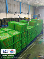 Tranches de mangue séchées, fruits secs sucrés, en vrac, Vietnam Techmifood, pour détaillants, importateurs, distributeurs alimentaires