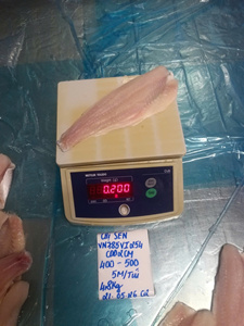 Filete de Pangasius Blanco Premium para Exportación, IQF, 10-12cm, Grado A, 24 Meses, Empaque a Granel, Vietnam - Product Image 1