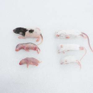 Rata Rosa Congelada de Alta Calidad (4XS) 1-2g – Libre de Salmonella, Alimento para Serpientes y Reptiles - Product Image 3