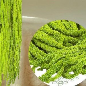 Fiori <span class=keywords><strong>di</strong></span> Amaranto Essiccati Naturali all'Ingrosso per Decorazioni Matrimoniali e <span class=keywords><strong>di</strong></span> <span class=keywords><strong>San</strong></span> <span class=keywords><strong>Valentino</strong></span> - Product Image 2