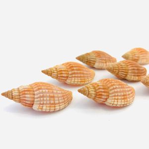 Coquilles d'escargot de mer en gros, coquillages naturels, décorations nautiques de plage, coquillages marins, prix le plus bas - Product Image 5