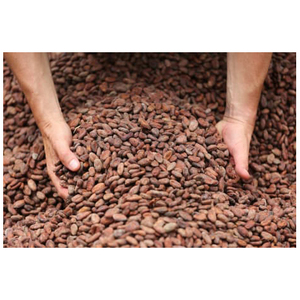 เมล็ดโกโก้ดิบอบแห้งวัสดุอบธรรมชาติขายส่ง - Product Image 1