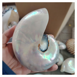 Concha de Nautilus Decorativa para Acuarios, Proyectos de Manualidades y Diseño de Interiores con Suministro Estable y Precio al por Mayor - Product Image 2