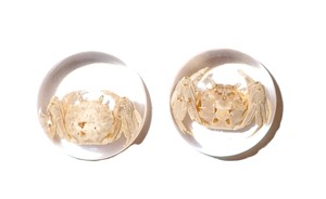 <b>Crab</b> Real Specimen Plastic Cabochon Round 25x25 mm on Clear Flat Bottom for Crafts and Jewelry Making - Product Image 6