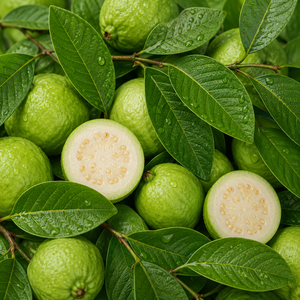 น้ำมันหอมระเหยใบฝรั่งแท้ 100% คุณภาพสูง ได้รับการรับรองออร์แกนิก Psidium Guajava ผู้ผลิตขายส่งทั่วโลก ผู้ส่งออก ผู้ค้าส่ง - Product Image 5