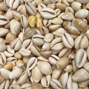 Proveedor de conchas de COWRIE de TOPRING de Vietnam – Tamaños mixtos de 1.5 a 2.5 cm, disponible al por mayor - Product Image 2
