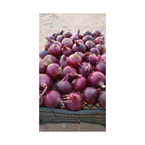 Cebolla fresca, cebolla roja / cebolla dorada, alta calidad, mejor precio - Product Image 5