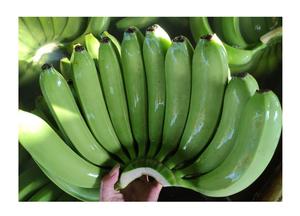 Nueva Cosecha de Plátanos Cavendish Verdes Frescos a Bajo Precio, Estándar de Exportación - Product Image 2