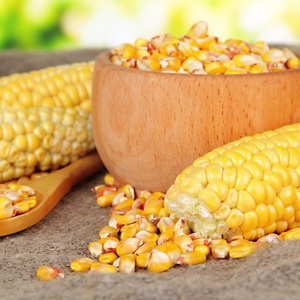 Approvisionnement en maïs jaune frais offrant une qualité de grain supérieure et une sélection flexible GOMO ou non GOMO pour le marché commercial international - Product Image 3