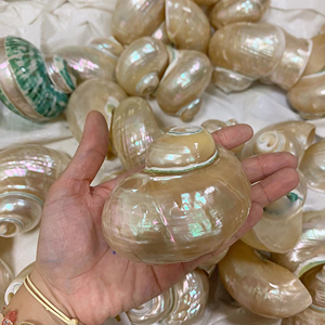 Turbo Shell - Concha de Caracol Verde Natural Pulida, Material de Concha Marina de Vietnam, Decoración para el Hogar, Manualidades para Acuarios, Estilo Animal Premium - Product Image 1