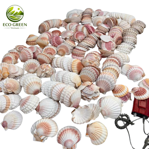 Grand bol de service en coquille Saint-Jacques Tidal Charm, style plage naturel, pour décoration artistique DIY, mariage, aquarium, Vietnam - Product Image 2