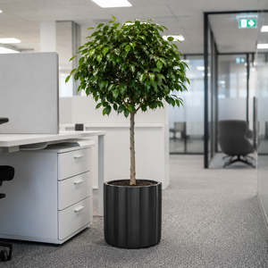 Commercial Grade Black Cylindrical Fiberglass Pots Vertical Rib Texture Large Planter for Mall Lobby Office Landscaping Use - Product Image 2
