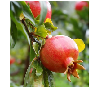 Grenades fraîches de qualité supérieure, saveur riche, fruits cueillis en ferme, pour la vente au détail, la vente en gros, les services alimentaires et les marchés internationaux - Product Image 1