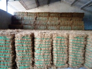 Fibra de Coco 100% Orgánica de la Mejor Calidad, Ecológica para Diseñar Colchones de Cuerda y Tapicería, Exportador en India GEEWIN EXIM - Product Image 6
