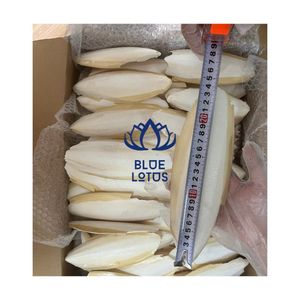 พร้อมจัดส่ง ปี 2026 กระดูกปลาหมึกสำหรับนก แหล่งแร่ธาตุสำหรับดูแลจะงอยปากและเคี้ยวเล่น - Product Image 1