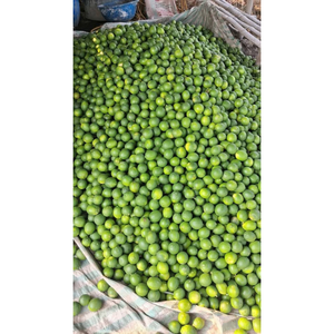 มะนาวเวียดนามสดไร้เมล็ด ผิวสีเขียวธรรมชาติ สำหรับซูเปอร์มาร์เก็ต ร้านอาหาร ผู้ผลิตน้ำผลไม้ และผู้ซื้อระหว่างประเทศ - Product Image 4