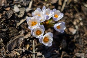 Huile Essentielle Florale Pure à 100% de Zafran Royale Blanc - Distillée par Hydrodistillation - Product Image 2