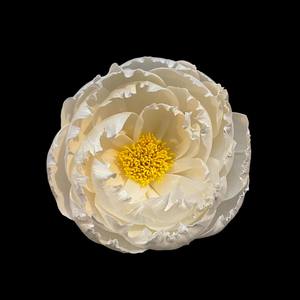 Pivoines blanches avec des étamines jaunes à l'intérieur. Fleurs en bois de Sola 11 CM, tige en fibre de plantes de Sesbania, aromathérapie artisanale - Product Image 4