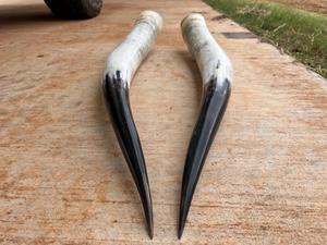 Décoration murale en corne de bison polie, design Art Déco, grande taille de 35 à 40 pouces, pour mariage, anniversaire - Product Image 2