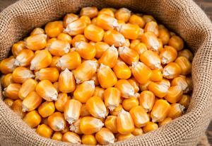 Maïs jaune en gros, grain à haute énergie, alimentation animale pour bovins et bétail - Product Image 5